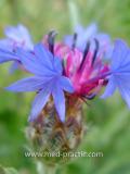 Տերեփուկ կապույտ - Василек синий - Centaurea cyanus L.