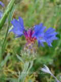 Տերեփուկ կապույտ - Василек синий - Centaurea cyanus L.