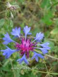 Տերեփուկ կապույտ - Василек синий - Centaurea cyanus L.