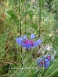 Տերեփուկ կապույտ - Василек синий - Centaurea cyanus L.
