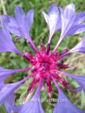 Տերեփուկ կապույտ - Василек синий - Centaurea cyanus L.