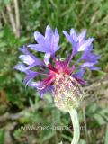 Տերեփուկ կապույտ - Василек синий - Centaurea cyanus L.