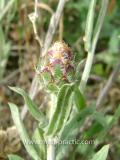Տերեփուկ կապույտ - Василек синий - Centaurea cyanus L.