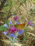 Տերեփուկ կապույտ - Василек синий - Centaurea cyanus L.