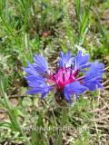 Տերեփուկ կապույտ - Василек синий - Centaurea cyanus L.
