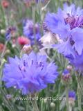 Տերեփուկ կապույտ - Василек синий - Centaurea cyanus L.