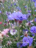 Տերեփուկ կապույտ - Василек синий - Centaurea cyanus L.
