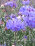 Տերեփուկ կապույտ - Василек синий - Centaurea cyanus L.