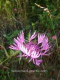 Տերեփուկ կապույտ - Василек синий - Centaurea cyanus L.