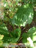 Եզան լեզու մեծ - Подорожник большой - Plantago major L.
