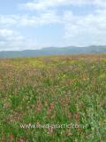 Կորնգան ցանքային - Эспарцет песчаный (Эспарцет посевной) - Onobrychis arenaria (Kit) L.