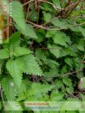 Եղինջ երկտուն - Крапива двудомная - Urtica dioica L.