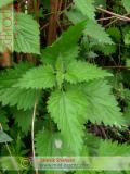 Եղինջ երկտուն - Крапива двудомная - Urtica dioica L.