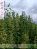 Եղինջ երկտուն - Крапива двудомная - Urtica dioica L.