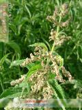 Եղինջ երկտուն - Крапива двудомная - Urtica dioica L.