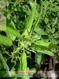 Եղինջ երկտուն - Крапива двудомная - Urtica dioica L.