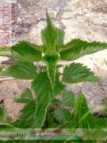 Եղինջ երկտուն - Крапива двудомная - Urtica dioica L.