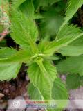 Եղինջ երկտուն - Крапива двудомная - Urtica dioica L.