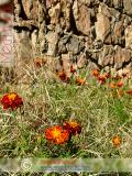 Թավշածաղիկ մանրածաղկային - Бархатцы мелкоцветные - Tagetes patula L.