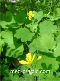 Ծիծեռնախոտ մեծ - Чистотел большой - Chelidonium majus L.