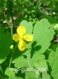 Ծիծեռնախոտ մեծ - Чистотел большой - Chelidonium majus L.