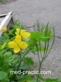 Ծիծեռնախոտ մեծ - Чистотел большой - Chelidonium majus L.