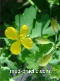 Ծիծեռնախոտ մեծ - Чистотел большой - Chelidonium majus L.