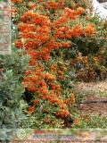 Չիչխան դժնիկանման - Облепиха крушиновидная - Hippophae rhamnoides L.