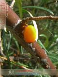 Չիչխան դժնիկանման - Облепиха крушиновидная - Hippophae rhamnoides L.