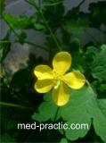 Ծիծեռնախոտ մեծ - Чистотел большой - Chelidonium majus L.