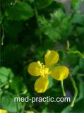 Ծիծեռնախոտ մեծ - Чистотел большой - Chelidonium majus L.