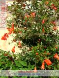 Նուռ - Гранат - Pomegranate