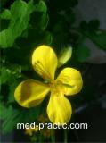 Ծիծեռնախոտ մեծ - Чистотел большой - Chelidonium majus L.