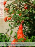 Նուռ - Гранат - Pomegranate