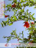 Նուռ - Гранат - Pomegranate