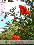 Նուռ - Гранат - Pomegranate