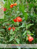 Նուռ - Гранат - Pomegranate