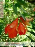 Նուռ - Гранат - Pomegranate