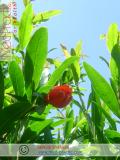 Նուռ - Гранат - Pomegranate