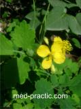 Ծիծեռնախոտ մեծ - Чистотел большой - Chelidonium majus L.