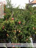 Նուռ - Гранат - Pomegranate
