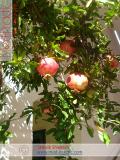 Նուռ - Гранат - Pomegranate