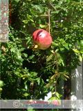 Նուռ - Гранат - Pomegranate