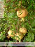 Նուռ - Гранат - Pomegranate