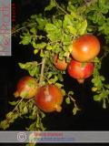 Նուռ - Гранат - Pomegranate
