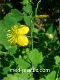 Ծիծեռնախոտ մեծ - Чистотел большой - Chelidonium majus L.
