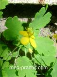 Ծիծեռնախոտ մեծ - Чистотел большой - Chelidonium majus L.