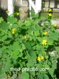 Ծիծեռնախոտ մեծ - Чистотел большой - Chelidonium majus L.