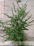 Շնալեզու դեղատու - Чернокорень лекарственный - Cynoglossum officinale L.