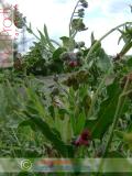 Շնալեզու դեղատու - Чернокорень лекарственный - Cynoglossum officinale L.